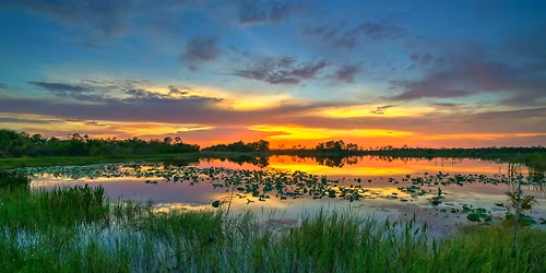 Hidden Waters: Discovering Florida's Freshwater Wetlands
