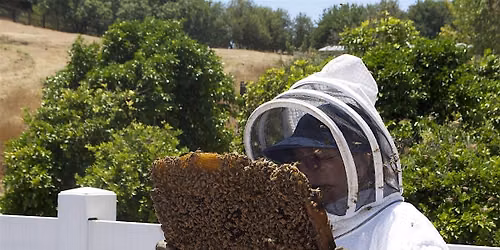 HWBKA Beekeeping Taster Day