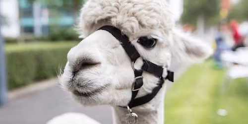 Alpaca Petting