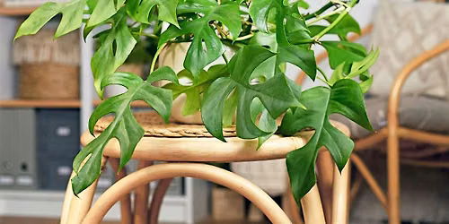 Pints & Plants: Leaves & Brews in Livermore