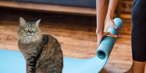 In-Person Donation Class: Cat Yoga at the Humane Society of Marathon County