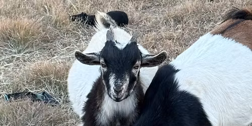 Meet our new animals