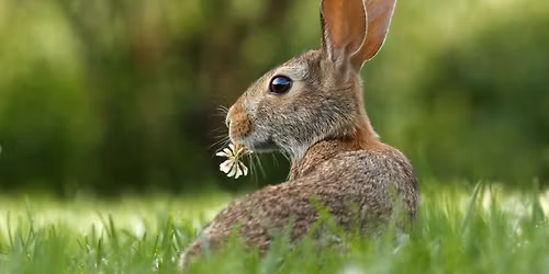 Growing Forward: An Ostara Ritual