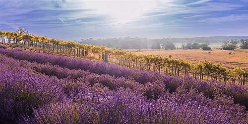 Visit Springfield Manor's Lavender Field