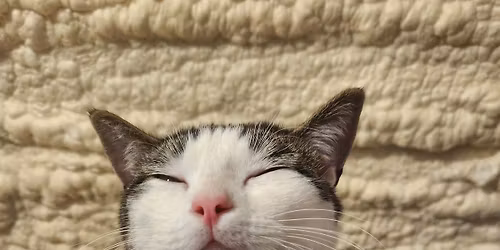 Get Lucky March Madness Adoption