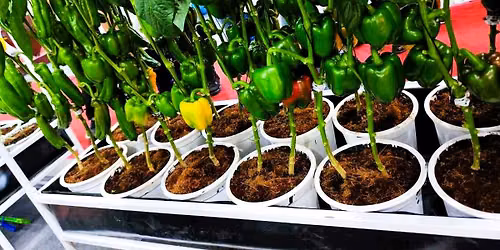Navigating Global Organic Compliance