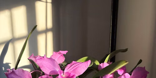 2026 Orchid Auction
