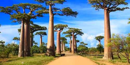 wiLIVE Madagaskar & Afrika