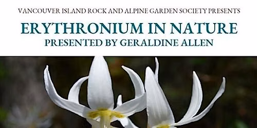 Erythronium in Nature (fawn lilies!)