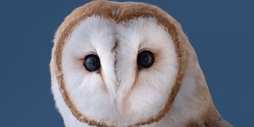 Birds of Prey Experience at Peter Rogers Photographic