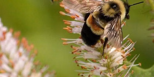 \u201cBumble Bees and Other Pollinators\u201d Talk at Pope Farm Conservancy
