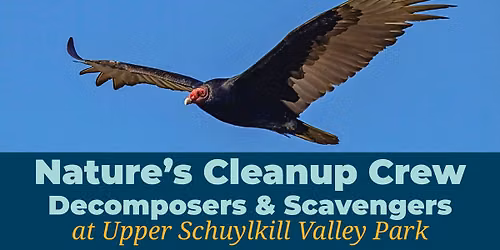 Nature's Cleanup Crew: Decomposers & Scavengers