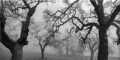 GALWAY PUB SCRAWL No. 325: Scandalised by Arborial Immodesty