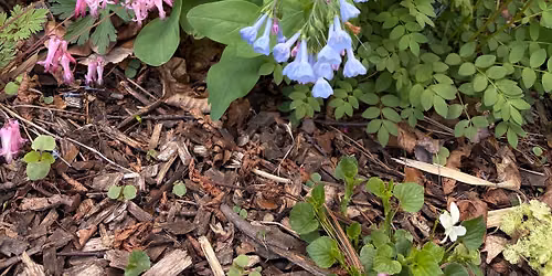 Spring Native Plant Swap