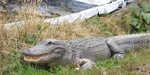 Membership Exchange Month with the Critchlow Alligator Sanctuary