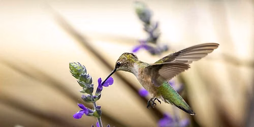 Hummingbird Tea Party