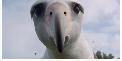 Albatross:  A film by Chris Jordan
