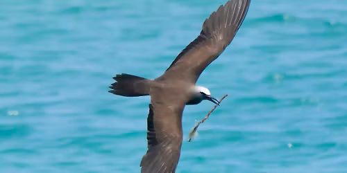 Spring Migration South Florida and Dry Tortugas Birding and Photography Tour