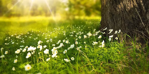 RDV durable | Les fleurs des zones humides