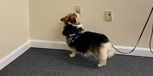 AKC Master and Detective\/Skill building class