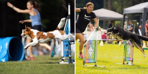 AUSGEBUCHT - Agility Seminar - Thinking Special mit Lara Heinzel & Anna Plenk