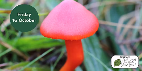 Waxcap Grasslands