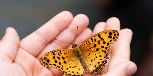 Sanoilla sairautta? - paneelikeskustelu sairaudentunnottomuus-k\u00e4sitteest\u00e4