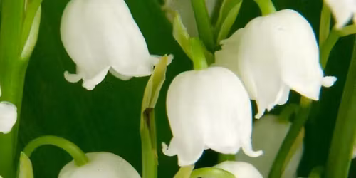 Community Get Together & Volunteer Meet-Up