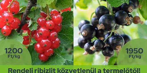 RIBIZLI MENT\u0150AKCI\u00d3 - Szendvicsb\u00e1r k\u00f6z\u00f6ss\u00e9gi t\u00e9r