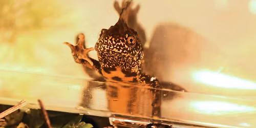 Great Crested Newt \u2013 Working Towards a Licence in Peterborough