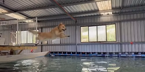 Have a go dock diving day