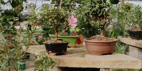 Bonsai Class