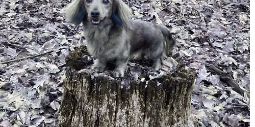 Dog Parkour Beginner Workshop