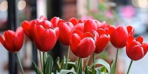 Women's Day Celebration