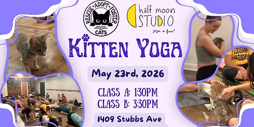 Kitten Yoga at Half Moon Studios