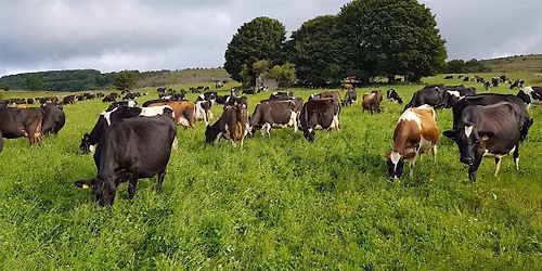 Herbal leys in the White Peak - 2026