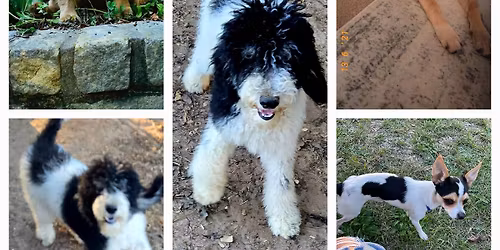 Adoption Event Today