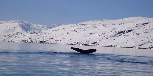 IMCC Gr\u00f8nland Infom\u00f8de K\u00f8benhavn 2025