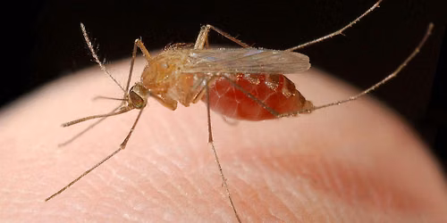 9-03-2026: Menacing Mosquitoes