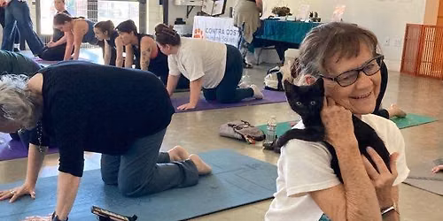 Kitten Yoga
