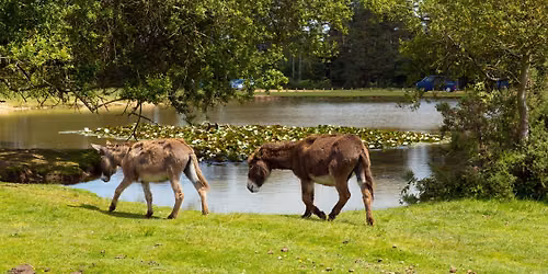 Lyndhurst & Christchurch via the New Forest