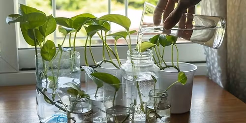 Youth Services: Bring home a library ivy starter plant!