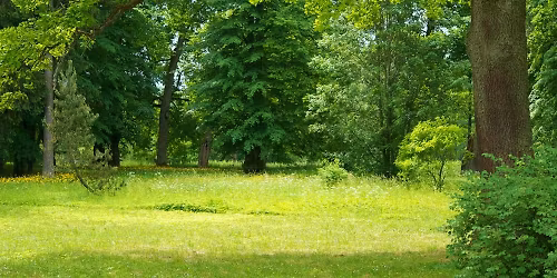 Discover the Secrets of the Winter Woods! Winter Tree & Shrub Identification Workshop