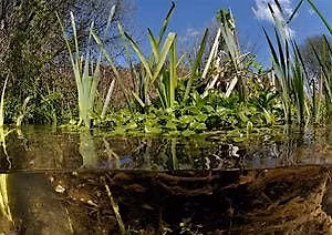 Belfairs nature boat race
