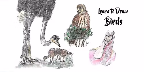 Let Your Art Take Flight:  How to Draw Birds Featuring Art by Linda Hayes