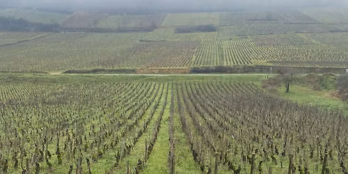 Conversations in Burgundy: The Case For Cru Beaujolais
