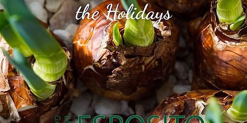 Bulb forcing for the Holidays with Linda White