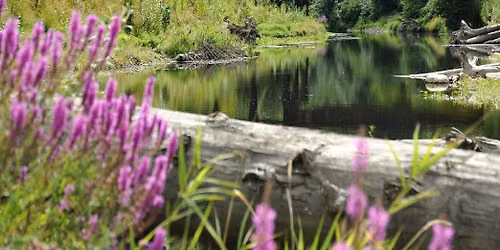 Eastside Biking - Sammamish River Trail