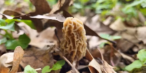 Mushrooming 101 (West St. Paul)