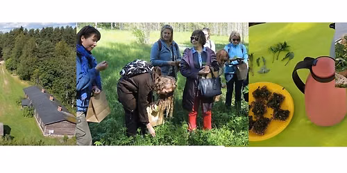 Kes\u00e4inen Villikasvi-sunnuntai Hollolan kotiseutumuseolla 14.6.2026 klo 12-18